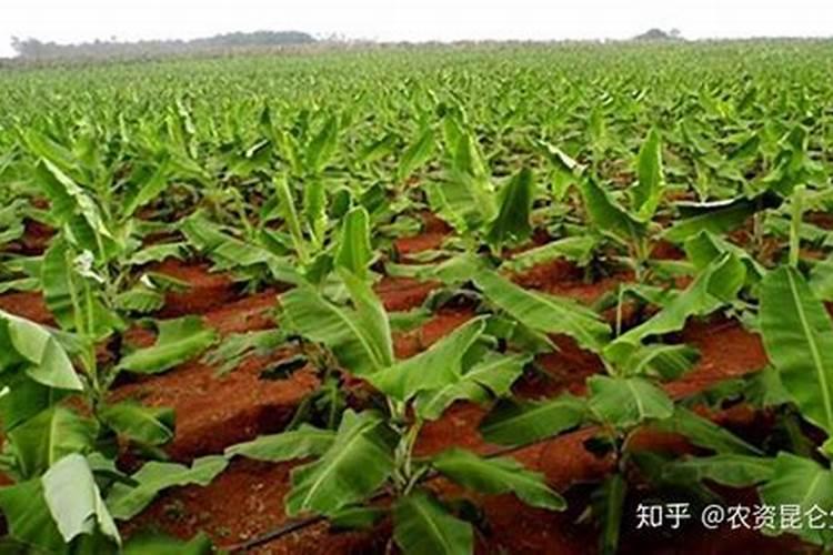 豆粕阿维菌素有机肥产品特点和功效