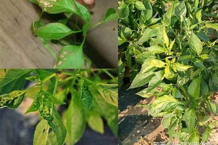 辣椒施肥的正确方法,施肥过多如何处理