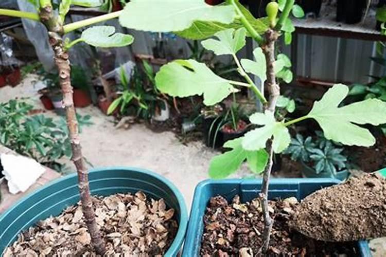 无花果树一年四季怎择施肥？