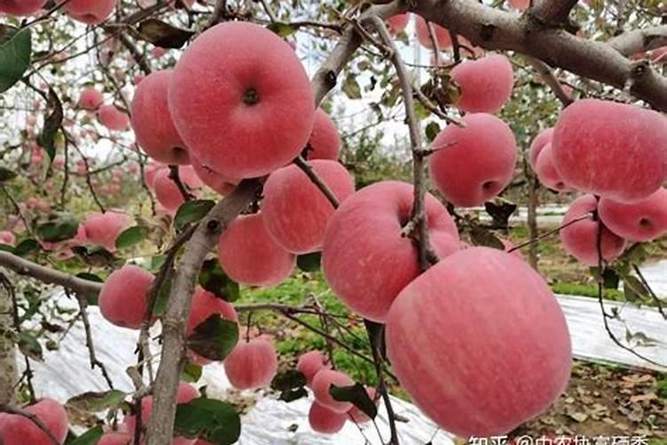 花果动力是什么叶面肥