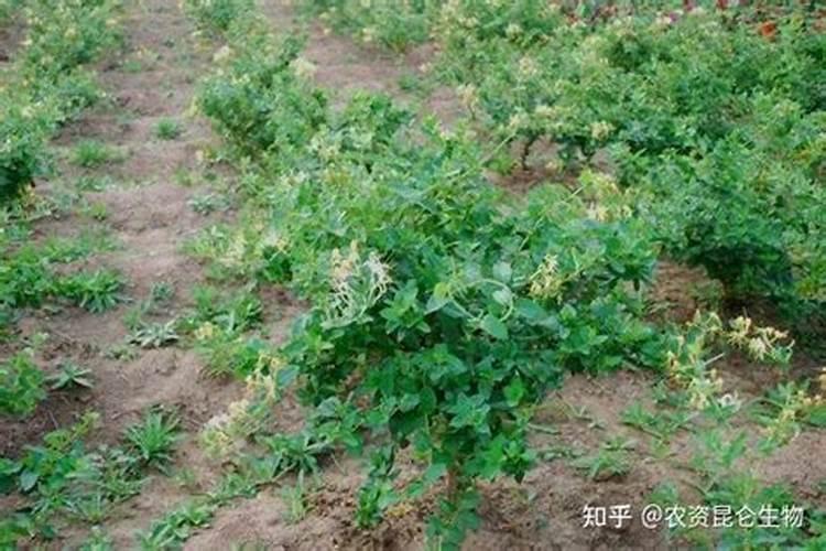 树形金银花可以长多高？超过2米的以后如何采？我想种金银花
