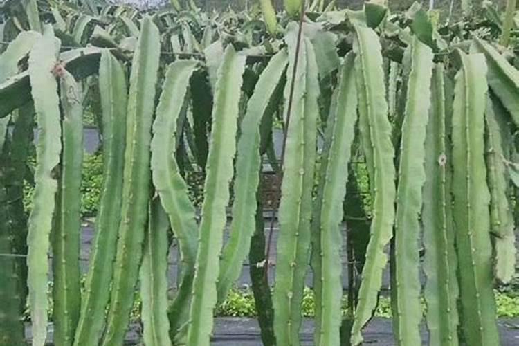 火龙果大概什么时候施肥