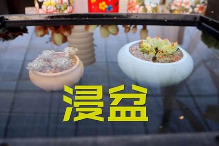 刚到家的多肉怎么处理