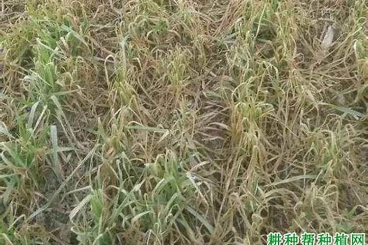 小麦打什么叶面肥高产