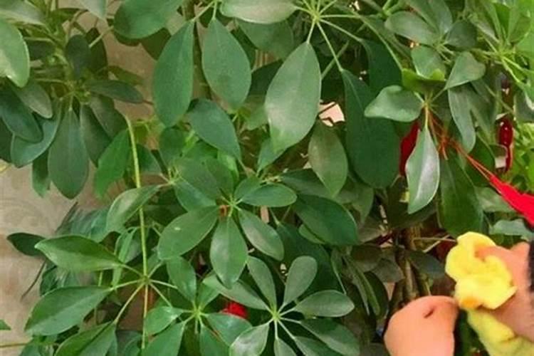 怎么给花施复合肥