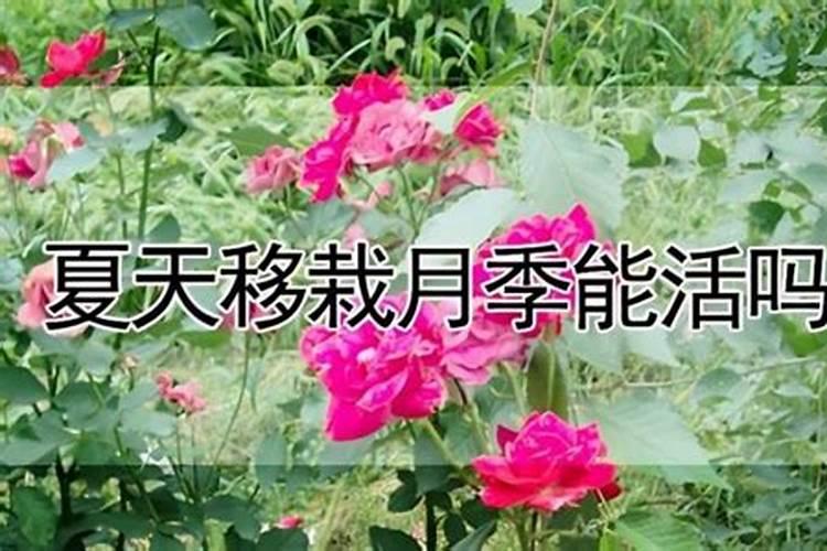 柑橘几月份施钾肥好 最佳使用时间