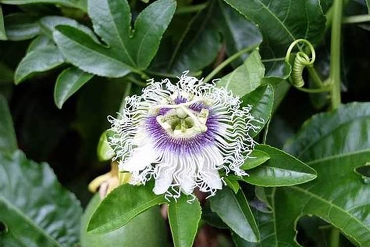葡萄硼肥什么时候打最好？开花前？还是花期打？