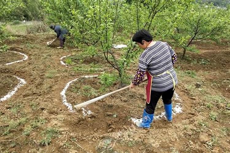 立春时节可不可以对果树施肥呢