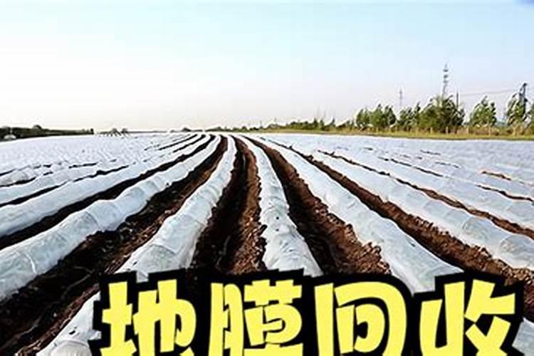 玉米地膜覆盖栽培选地与施肥