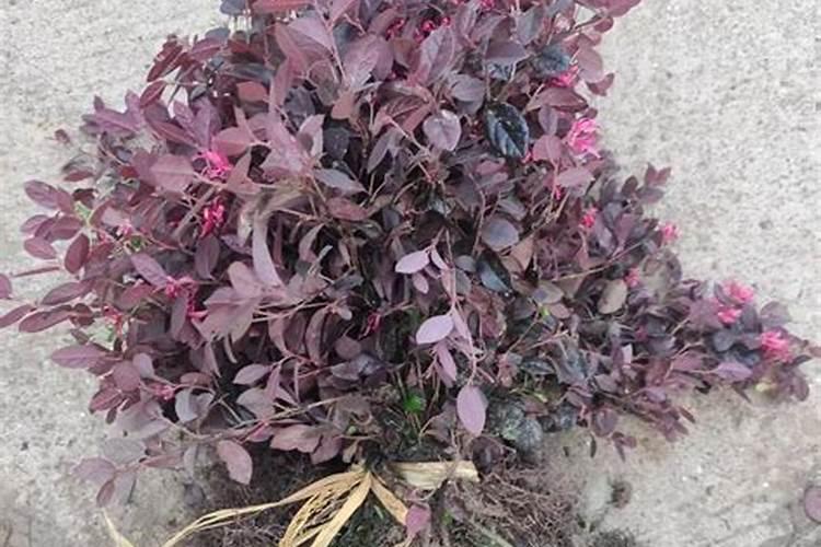 如何修剪红花继木球？红花檵木的修剪方法是什么？