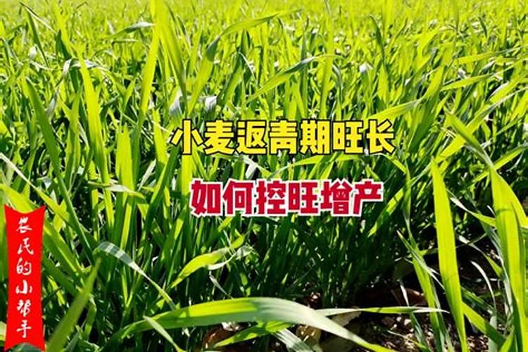 小麦追肥用什么肥料好？