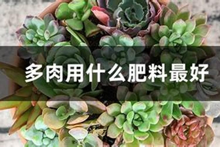 多肉的肉用什么肥料最好？