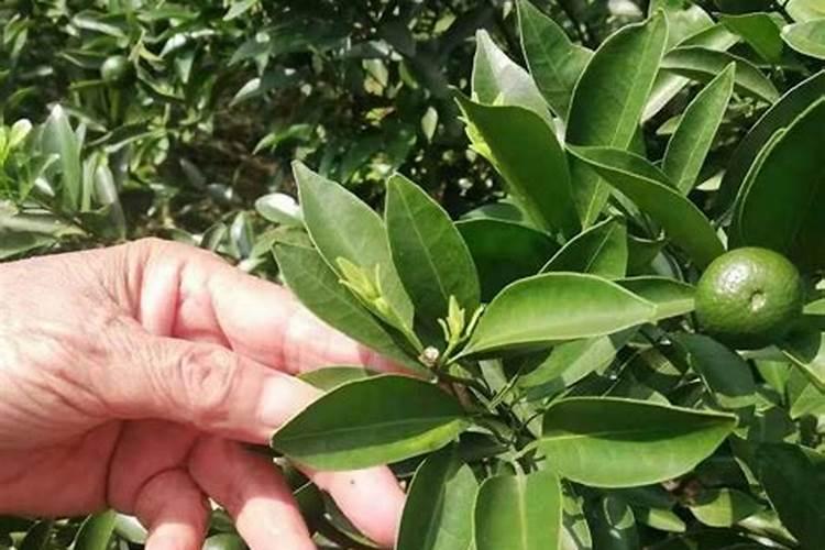 威海的榴莲现在大概多少钱一斤？买一个5斤的大概要多少钱？哪里买的好...