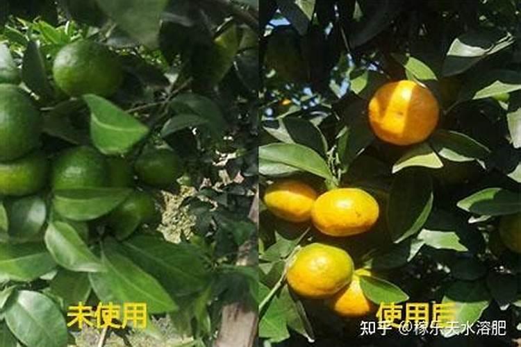 柑橘如何增甜