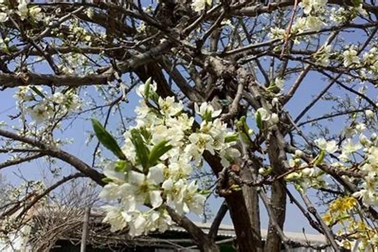 番茄开花阶段使用什么叶面肥效果好？
