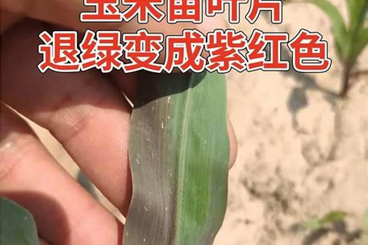 玉米苗发紫能喷代森锰锌吗？