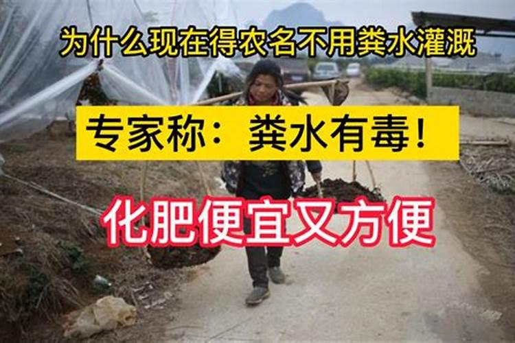 淘米水泡果皮菜叶根可以做肥料吗