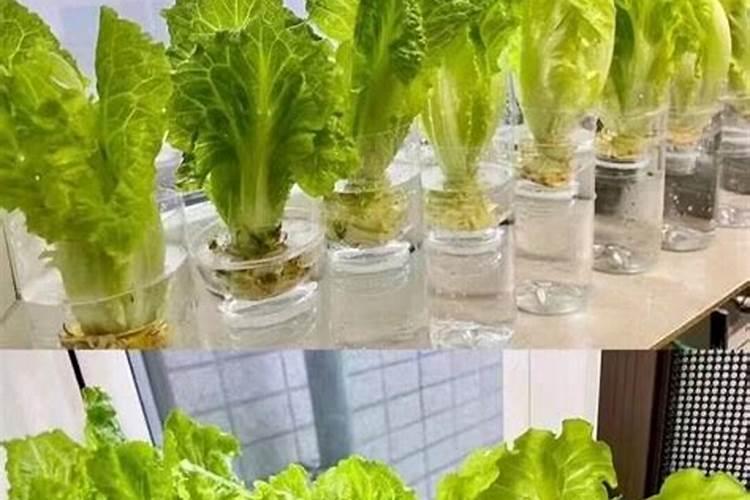 自己如何自制钾肥、氮肥？谢谢
