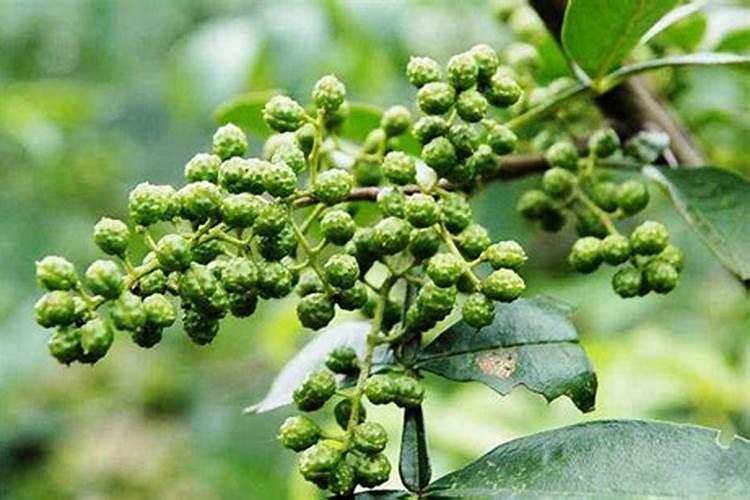重庆江津地区地区的酒业青花椒每次用药的时候都可以用磷酸二氢钾吗...