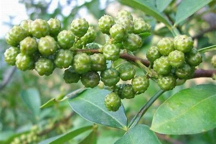 花椒施什么肥料好