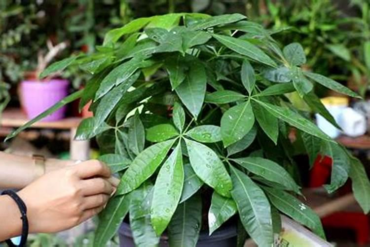 发财树用什么肥料最好