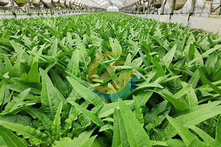 效果好的水溶肥是哪家
