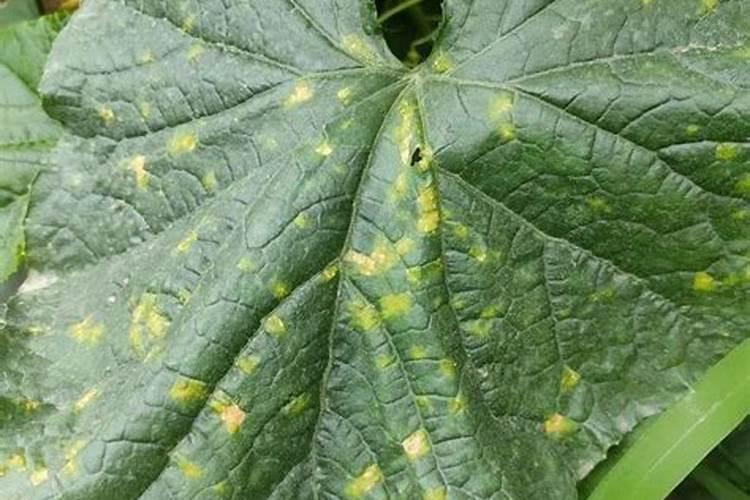 硼肥在促进植物健康方面发挥了哪些作用？
