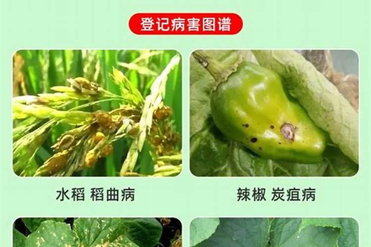 琥铜乙铝在蔬菜上怎样使用？