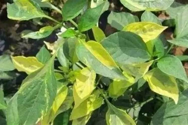 种植辣椒的时候,土壤需要经常追肥吗？