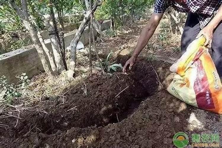 树皮被刻掉一整圈,怎样补救呢？
