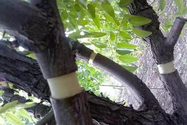 核桃树最好什么时候环剥 核桃环剥的注意事项