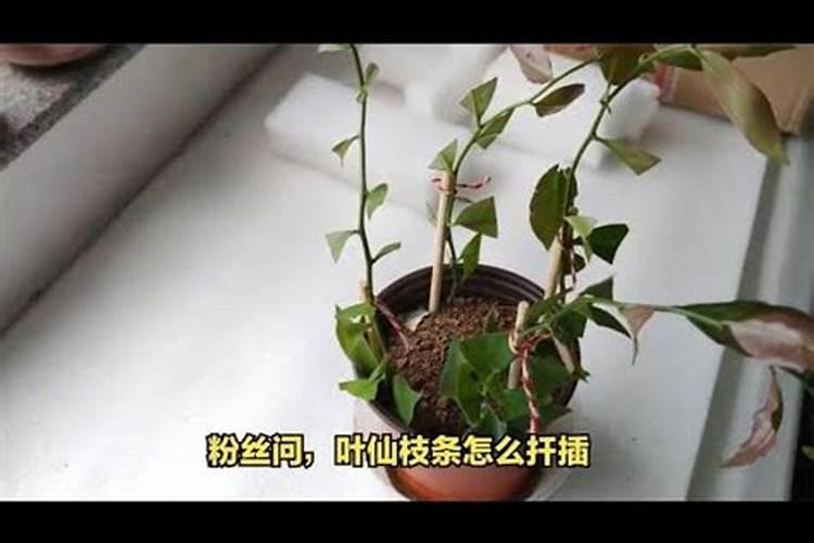 红薯怎么施肥能达到高产(种植扦插红薯高产追肥技术)