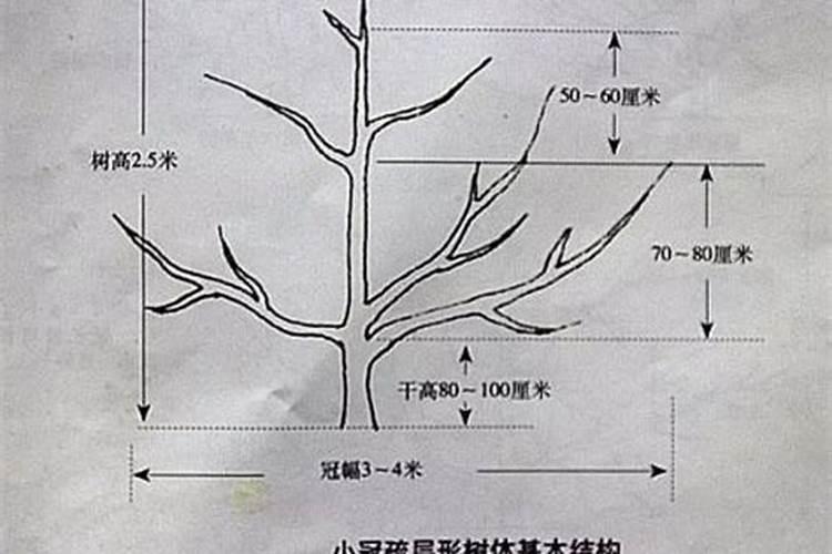 喂樱桃树用什么样的红糖？