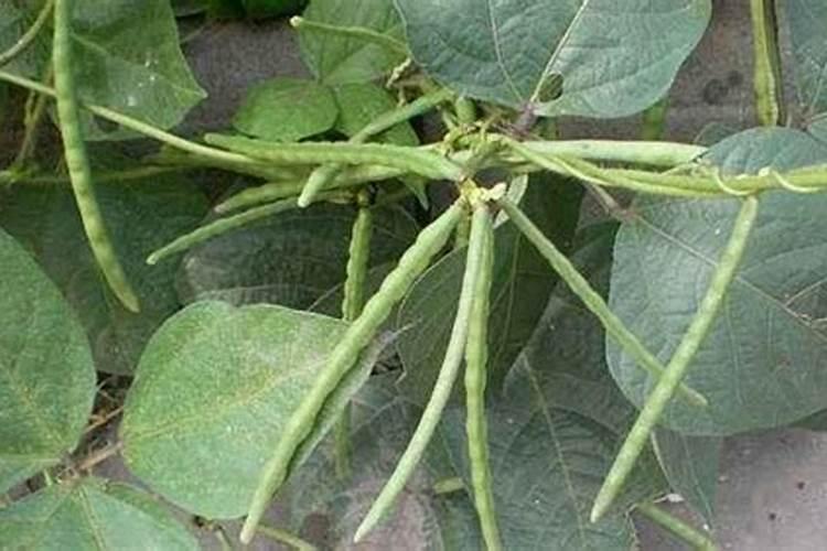 绿豆怎么种植方法步骤
