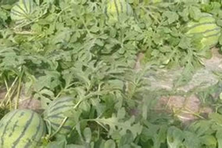 打西瓜地除草剂可以加硼肥吗？