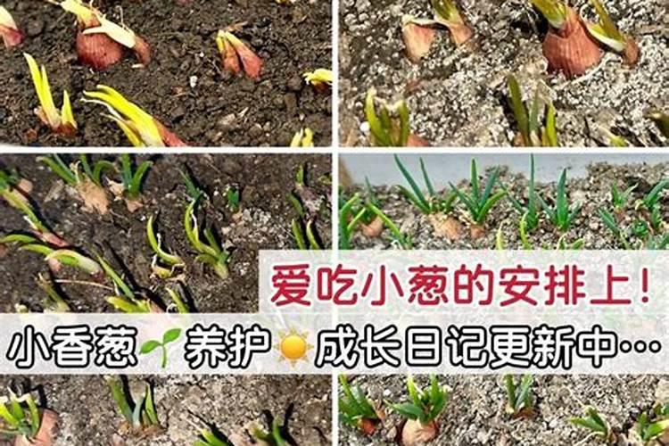 水培吊兰要不要施肥