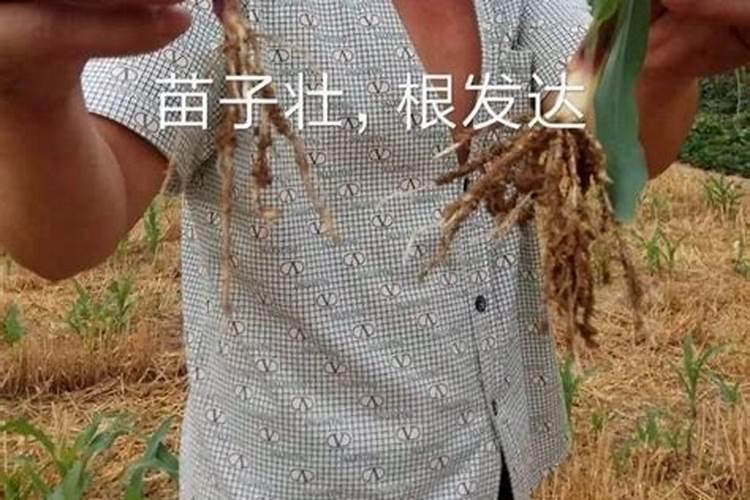 葡萄转色期用高磷肥能行不