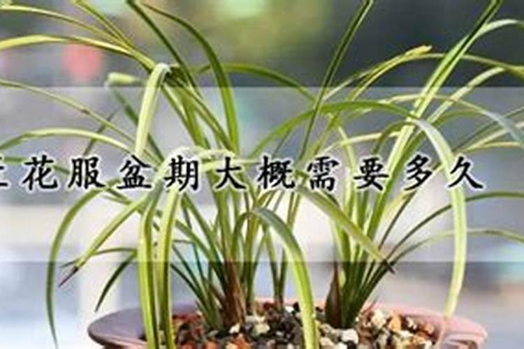 兰草什么时候分盆最合适