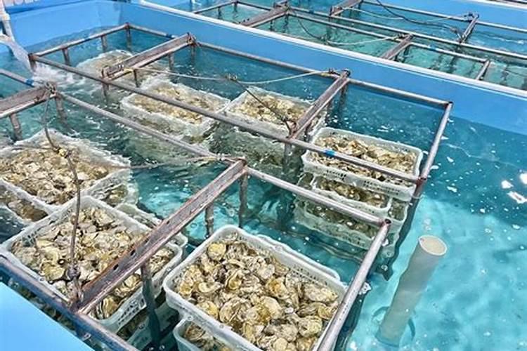 院子里养了很多的花草,使用什么肥料效果好一些？