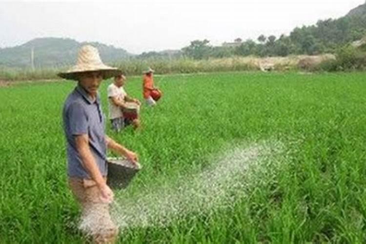 叶面肥与农药混用,需注意些什么？