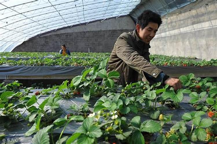 草莓用什么肥料最好
