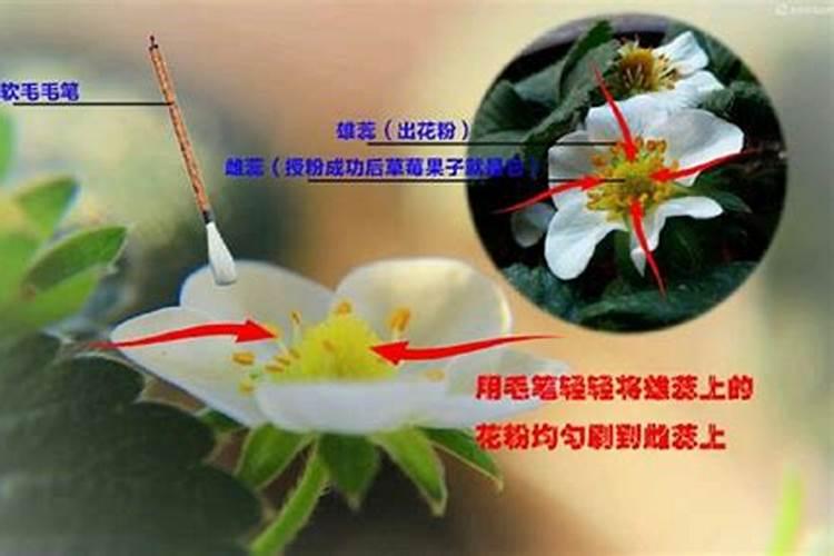 草莓高钾肥的使用方法
