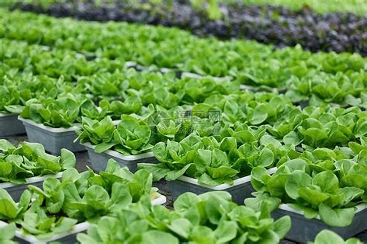 一般的大棚蔬菜用什么叶面肥、冲施肥好？!!