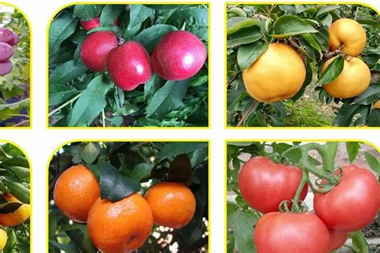 芒果树用什么肥料最好