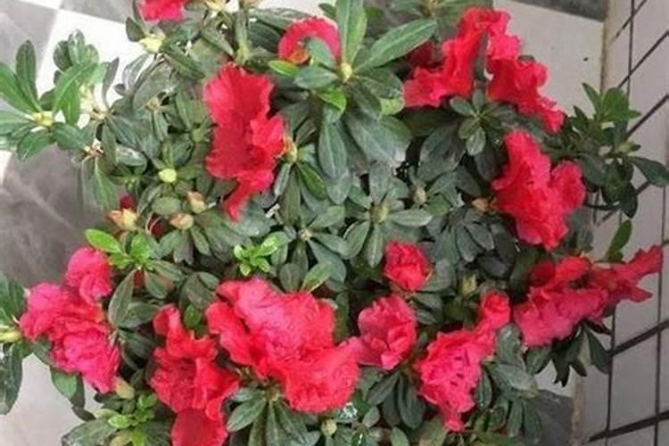杜鹃花催花时间和方法