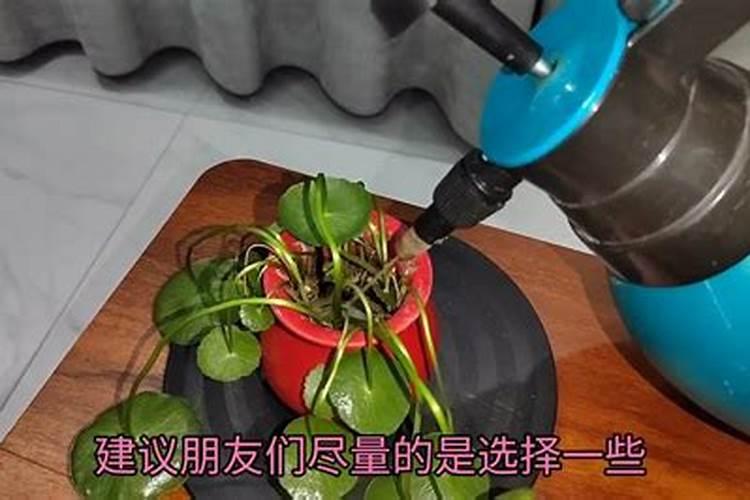 四季豆叶子打焉了是怎么回事 四季豆叶子打焉了怎么解决