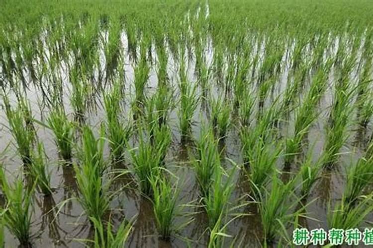 给水稻浇水时为什么要放水