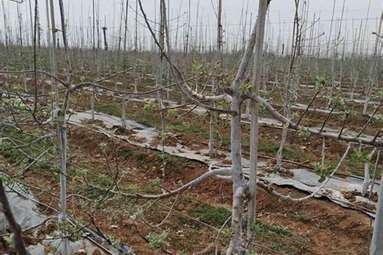 果树枝叶有黏的汁水怎么回事？