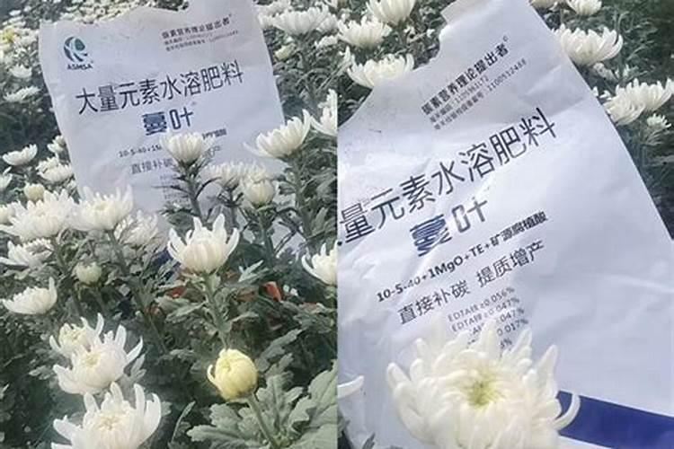 水培绿萝用什么肥料长得快