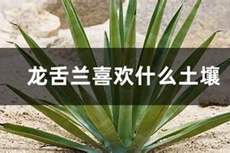 龙舌兰施肥的最佳时间